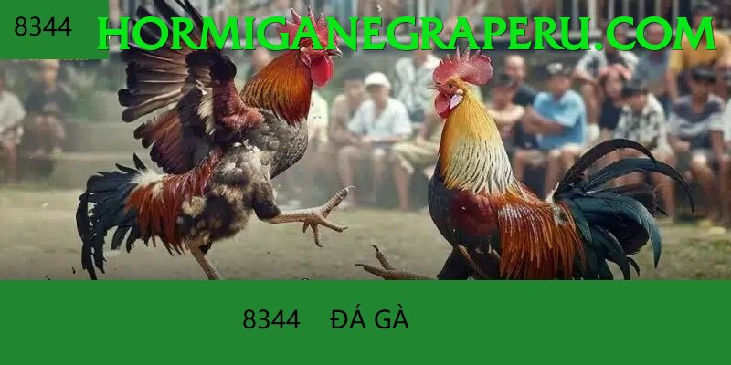 Đá Gà Trực Tiếp - Trải nghiệm tuyệt vời