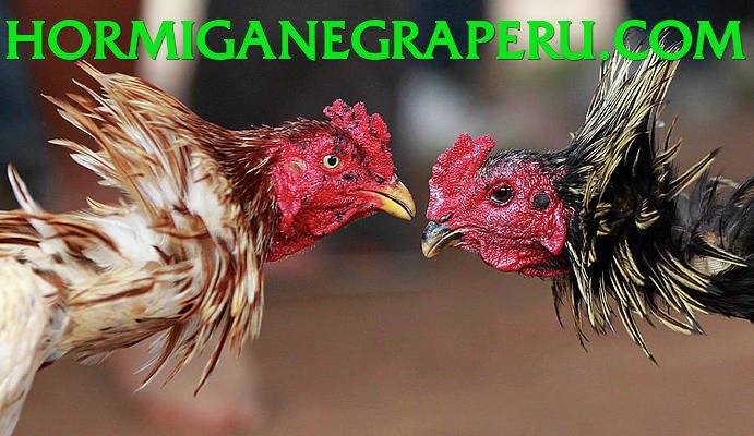 Đá Gà Trực Tiếp - Ưu đãi đặc biệt